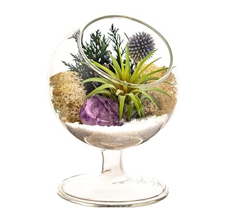 Candelaria Z Plant Terrarium Kit