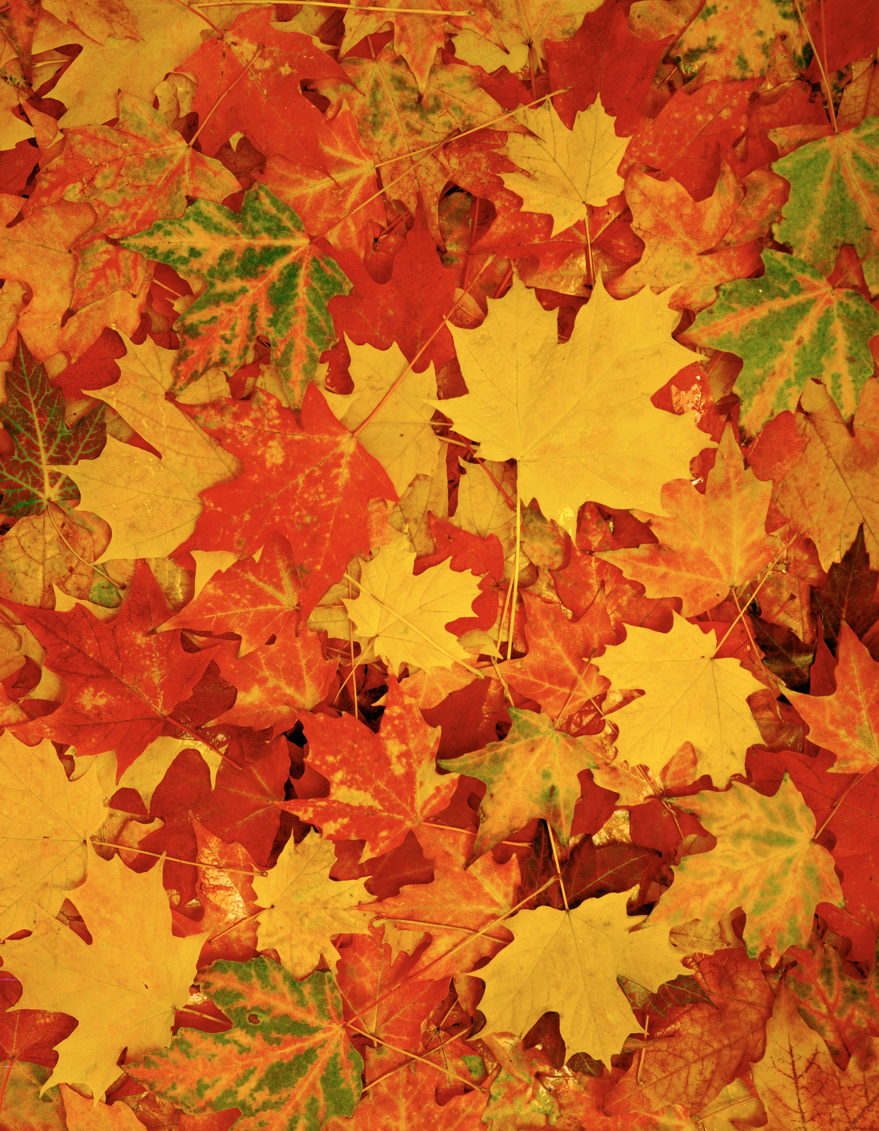 Bath & Body Works just dropped fall-themed candles.