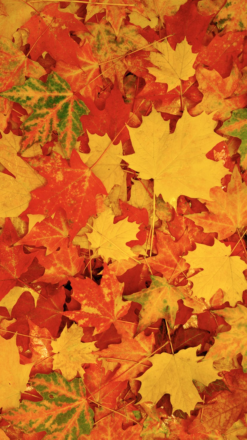 Bath & Body Works just dropped fall-themed candles.