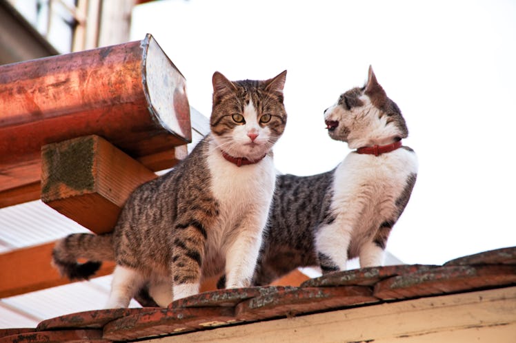 Two cats on a house roof.