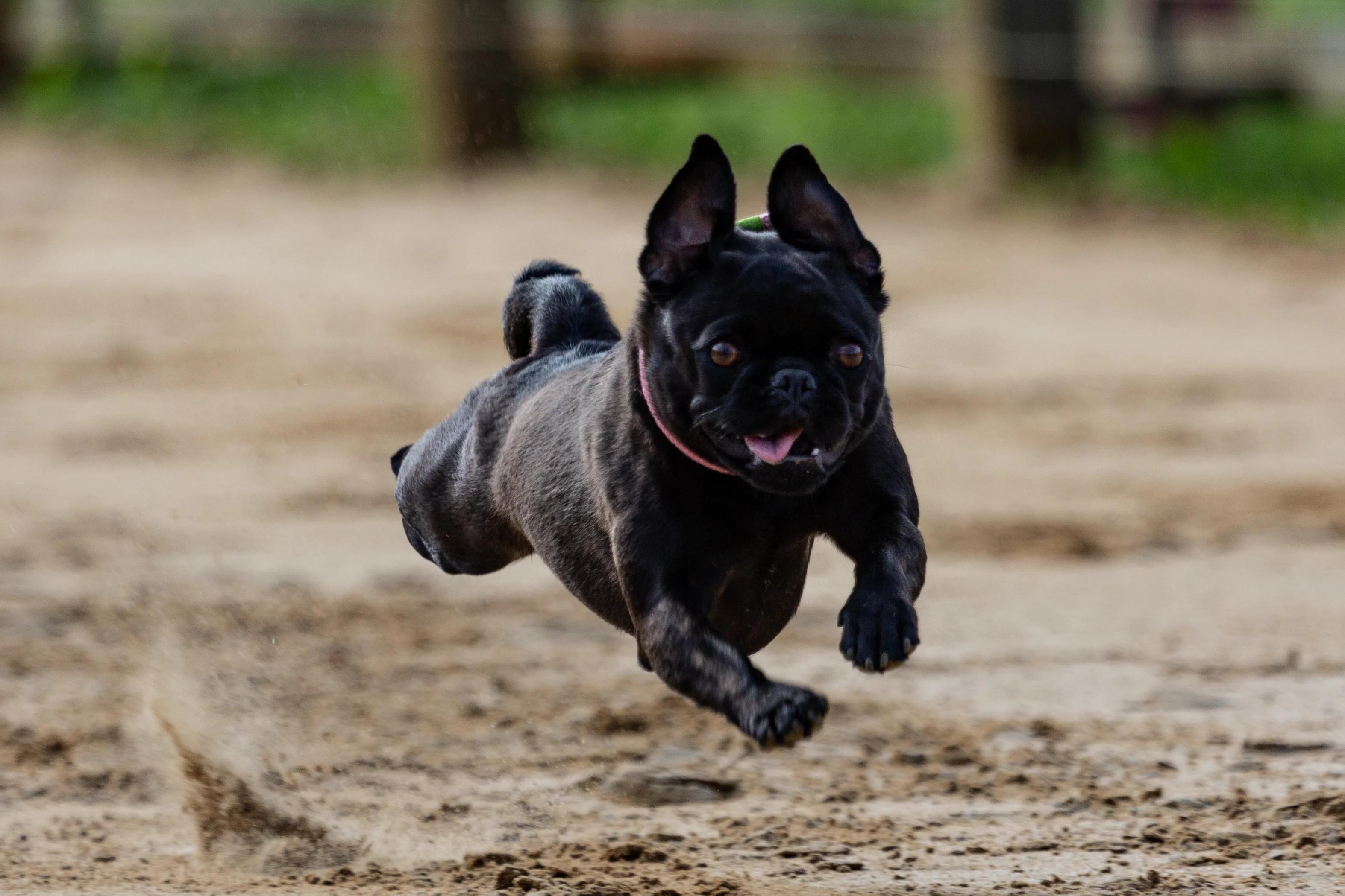 muzzle for flat faced dogs
