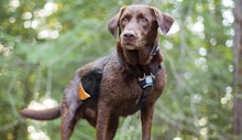 best dog harnesses for hiking