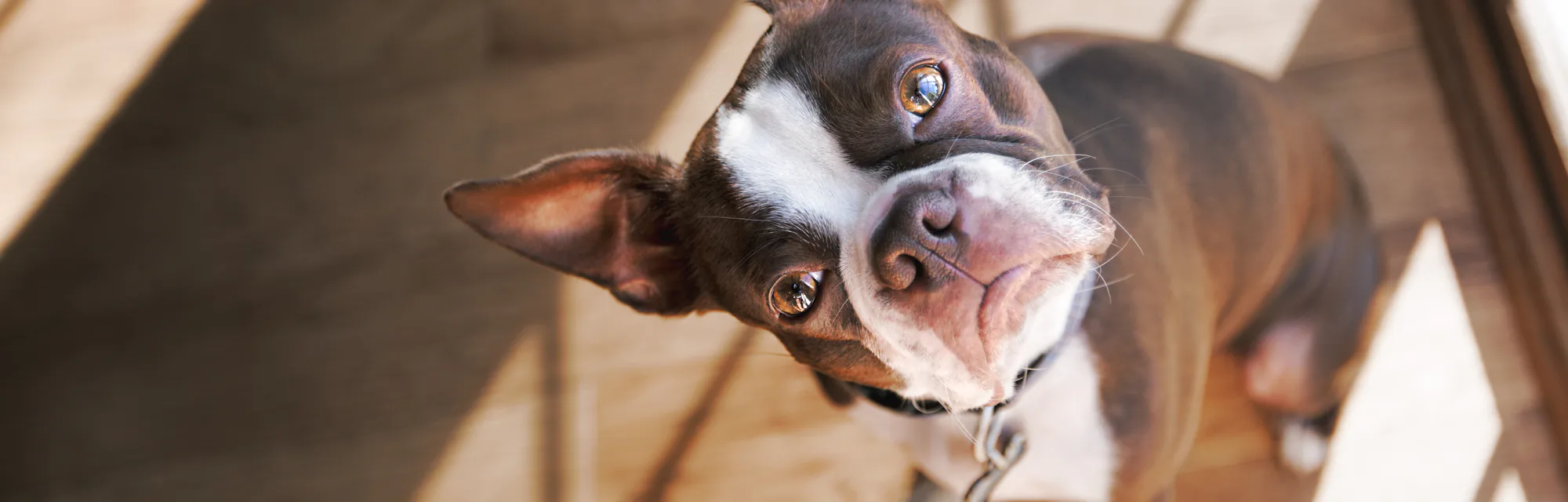 Boston Terrier dog with head tilted.