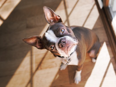 Boston Terrier dog with head tilted. 