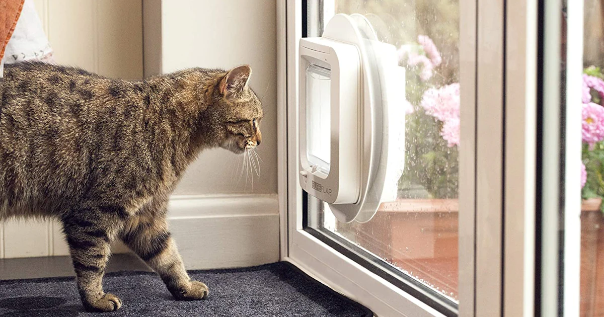 The 3 Best Microchip Cat Doors best cat door for large cats
