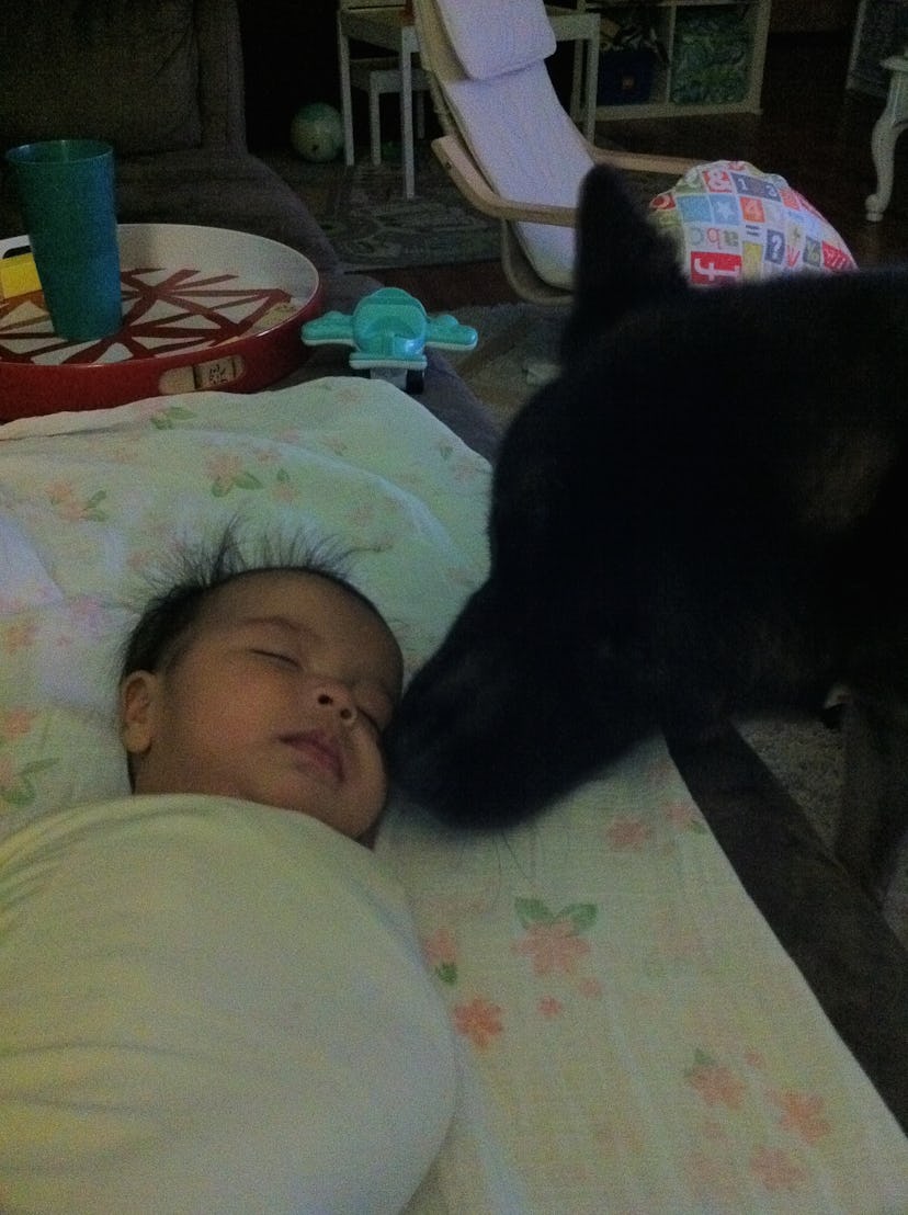 A gorgeous three month old baby being smelled by a very old akita.