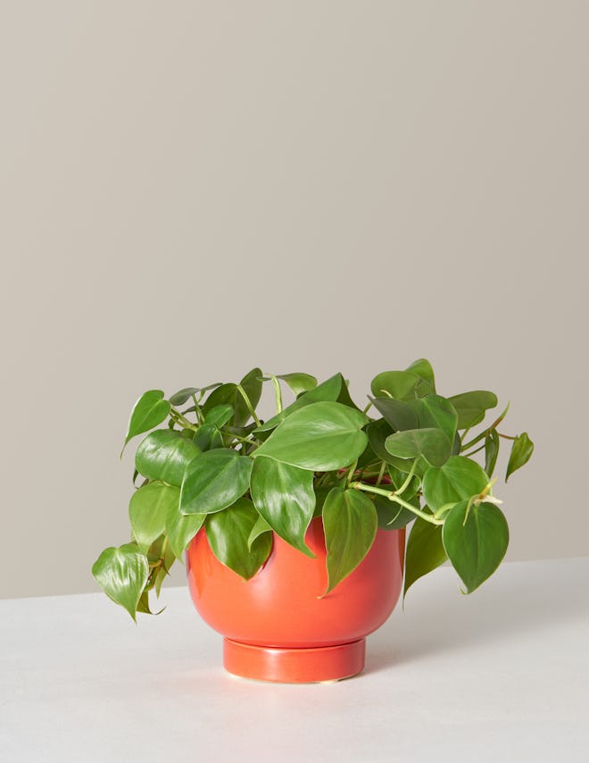 The Met Red Planter & Philodendron