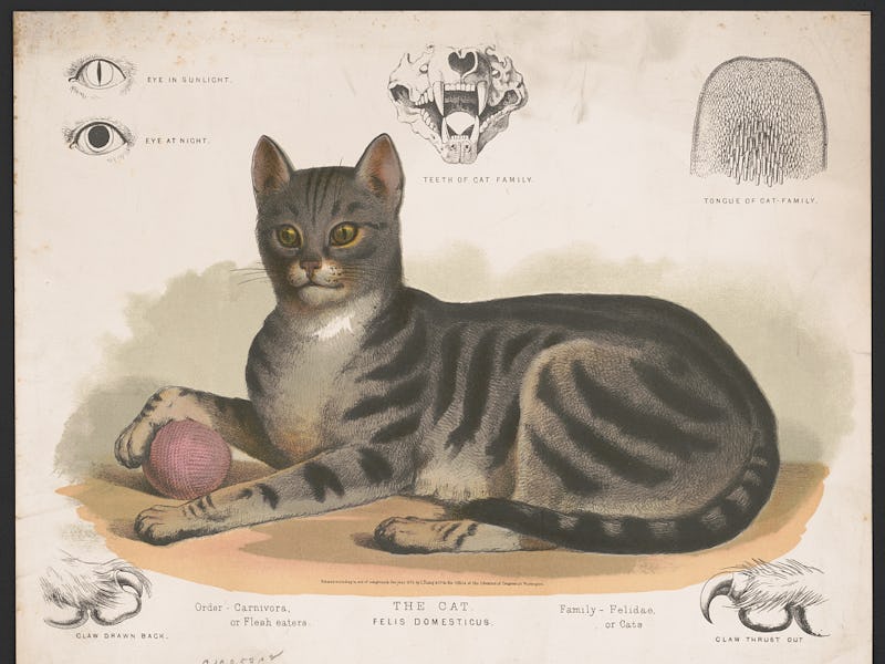 Evolution of cats.
