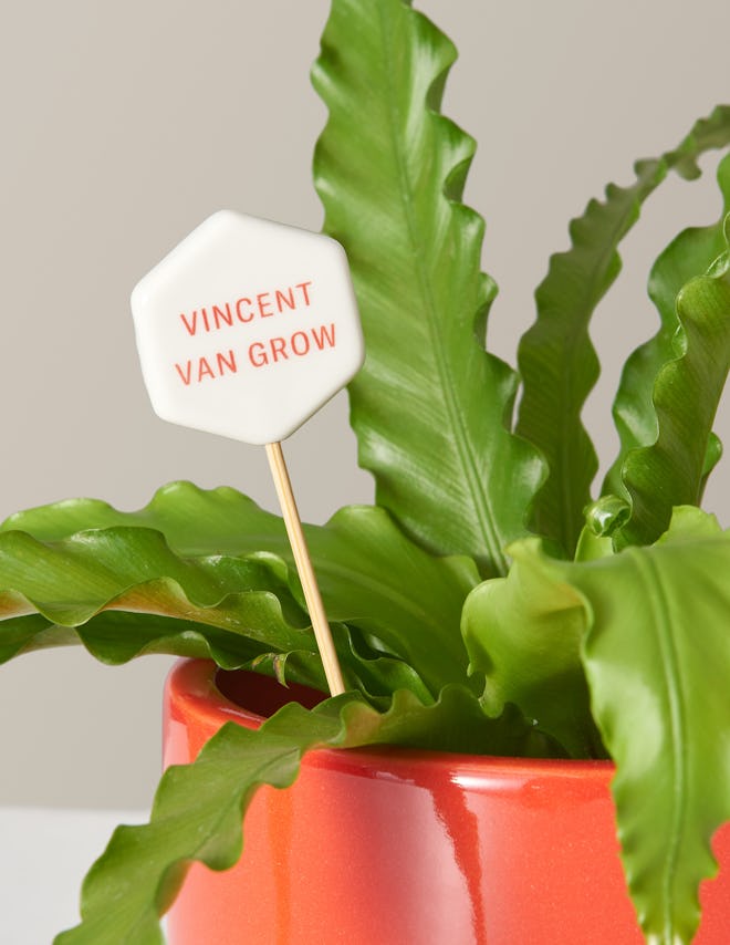 Vincent van Grow Message Pop