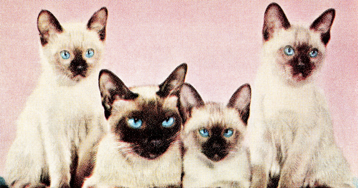 A drug for a deadly cat disease is being tested against coronavirus thumbnail