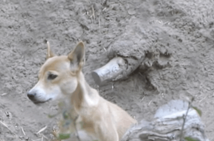new guinea highland dog