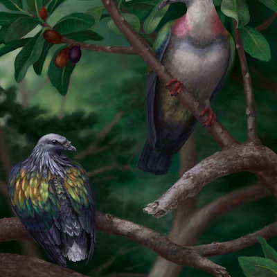 Two giant pigeons on a tree branch