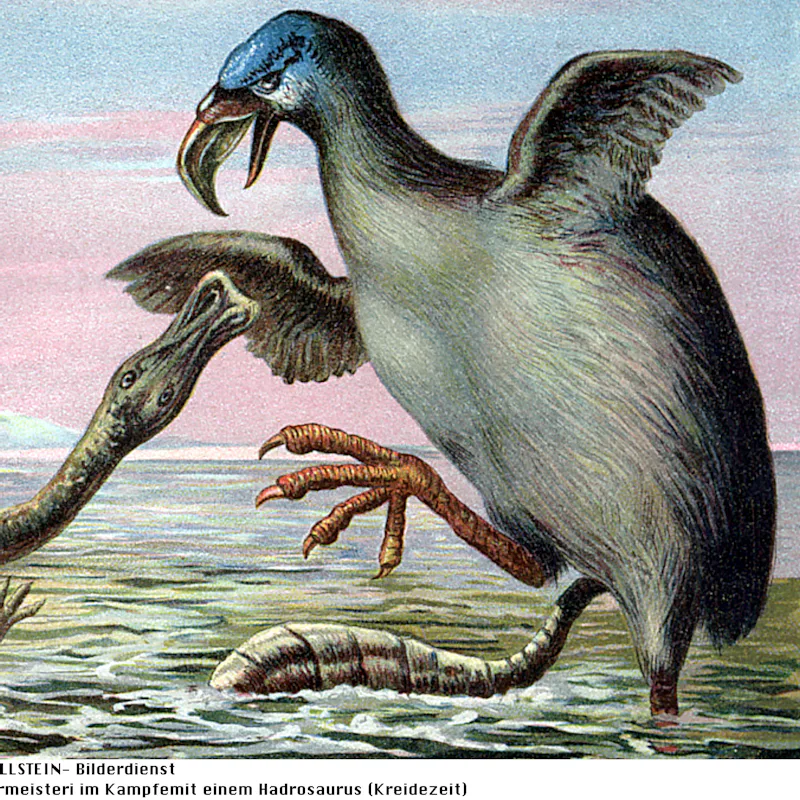 Brontornis illustration