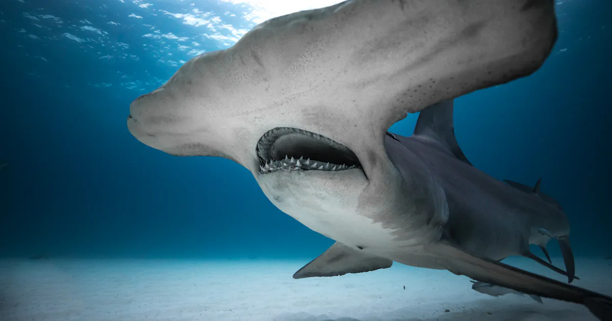 The Shark Week 2020 Schedule A Definitive Guide The Shark Week 2020 Schedule A Definitive Guide
