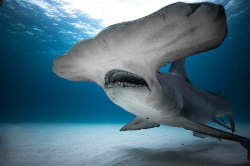 Hammerhead Shark from 'Shark Week 2019'