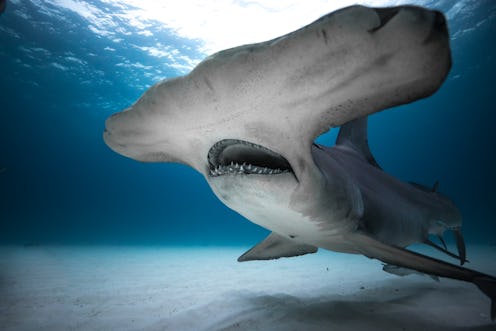 Hammerhead Shark from 'Shark Week 2019'