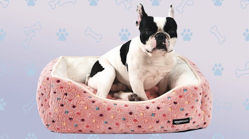 best dog bolster beds