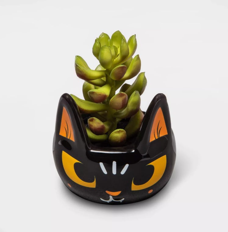 Halloween Black Cat Succulent