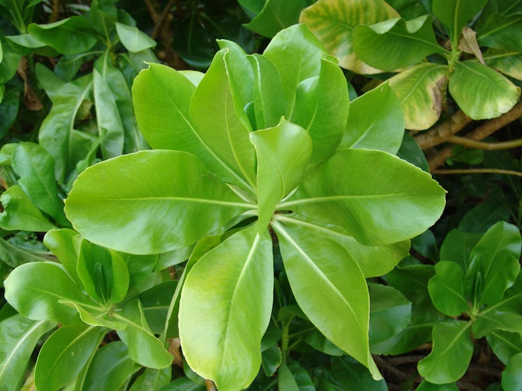 The Naupaka Kahakai plant
