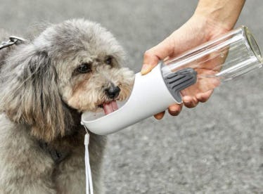 The 5 Best Dog Water Bottles
