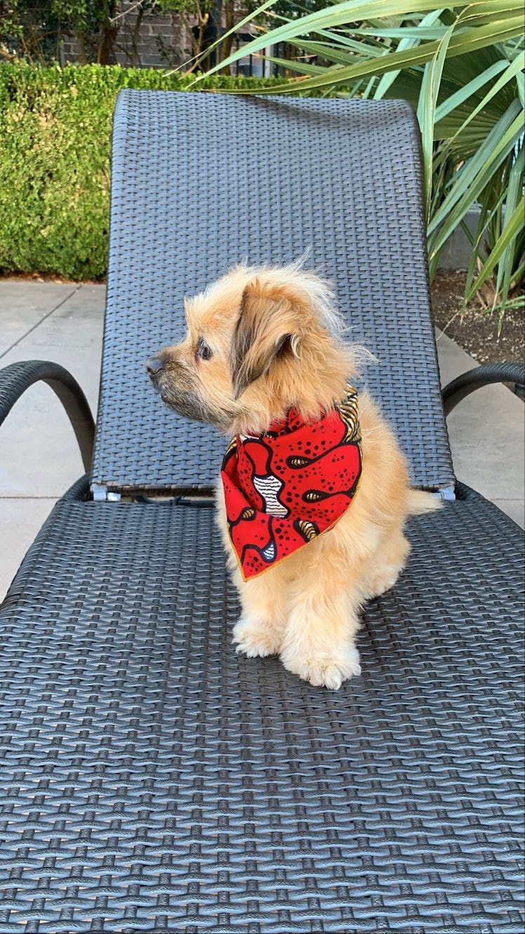 African Bandanas, Pet Bandanas