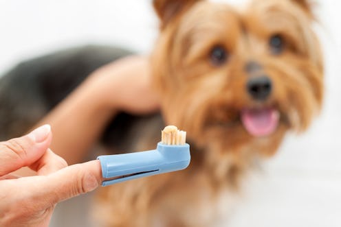 The best dog toothbrushes