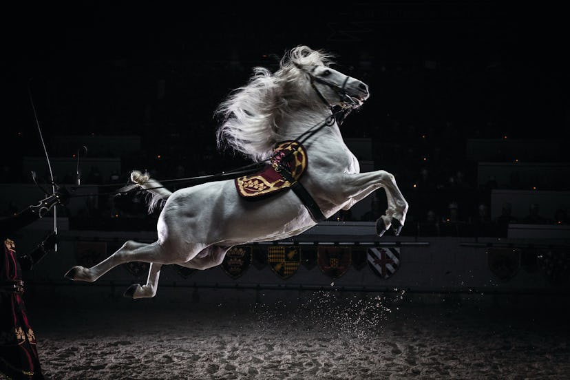 A white horse jumping in the arena at Mom 2.0, Medieval Times summit