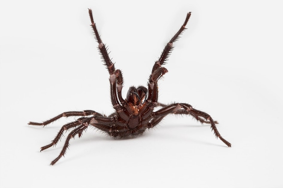 Notorious Australian Spiders Kill Humans By Evolutionary Coincidence