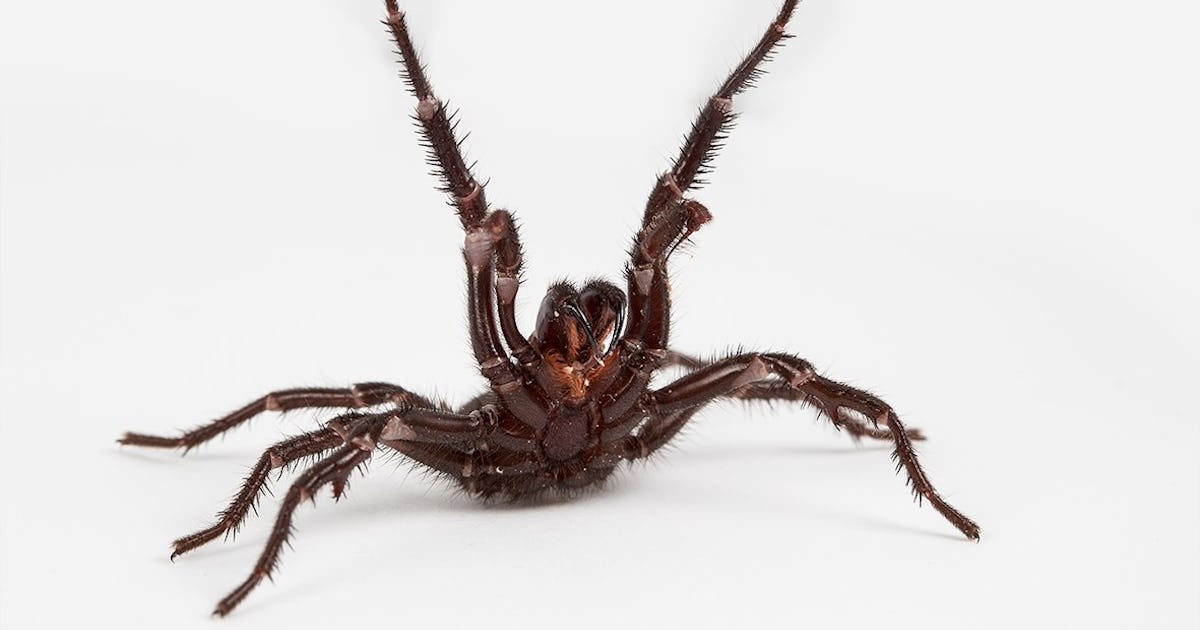 Notorious Australian Spiders Kill Humans By evolutionary Coincidence notorious-australian-spiders-kill-humans-by-evolutionary-coincidence