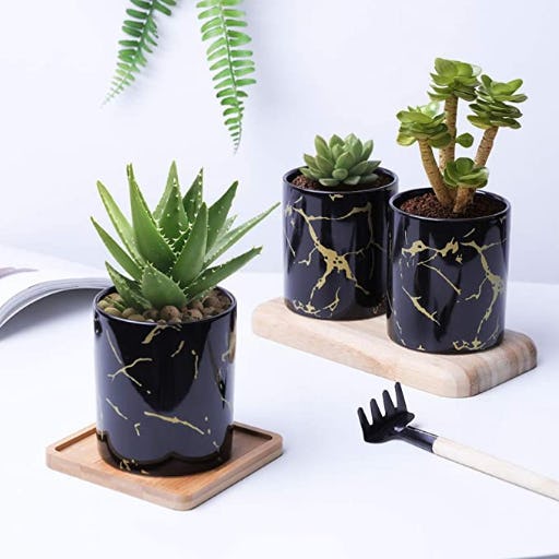 The 8 Best Pots For Succulents