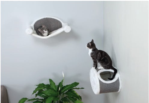 best cat shelves