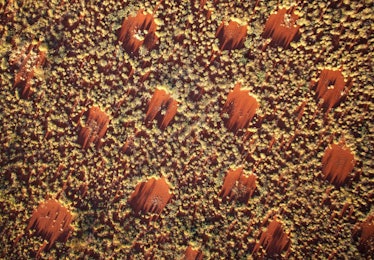 Drone footage of orange fairy circles in Australia taken from 130 feet above ground