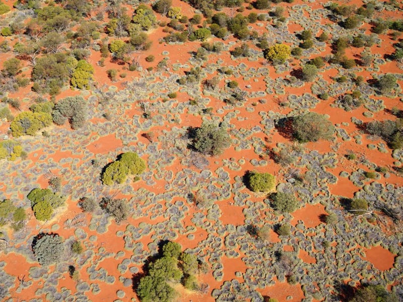Drone footage of green fairy circles in Australia