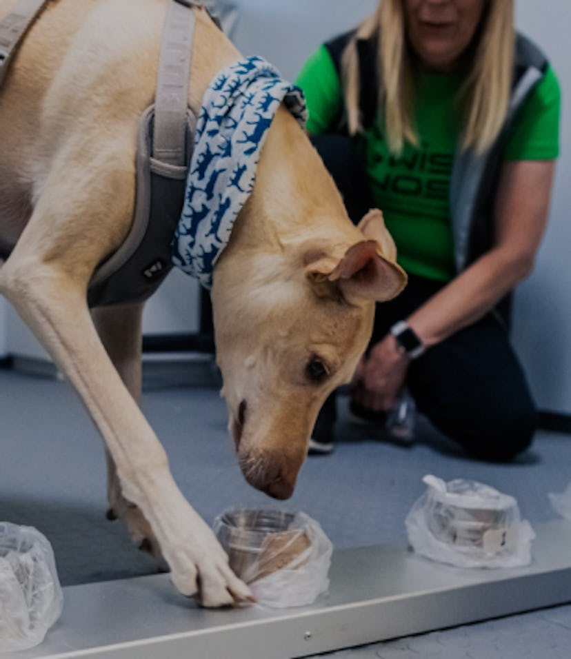 A light brown dog can be seen pawing at a beaker containing different wipes. His trainer in a green ...
