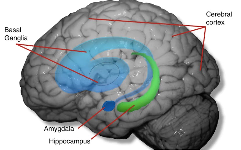 The cerebral cortex, hippocampus and amygdala are physically altered by captivity, along with brain ...
