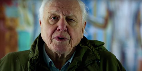 'David Attenborough: A Life On Our Planet' on Netflix