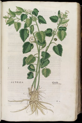 Althaea officinalis or marshmallow root has been used to treat sore throat for hundreds of years. 
