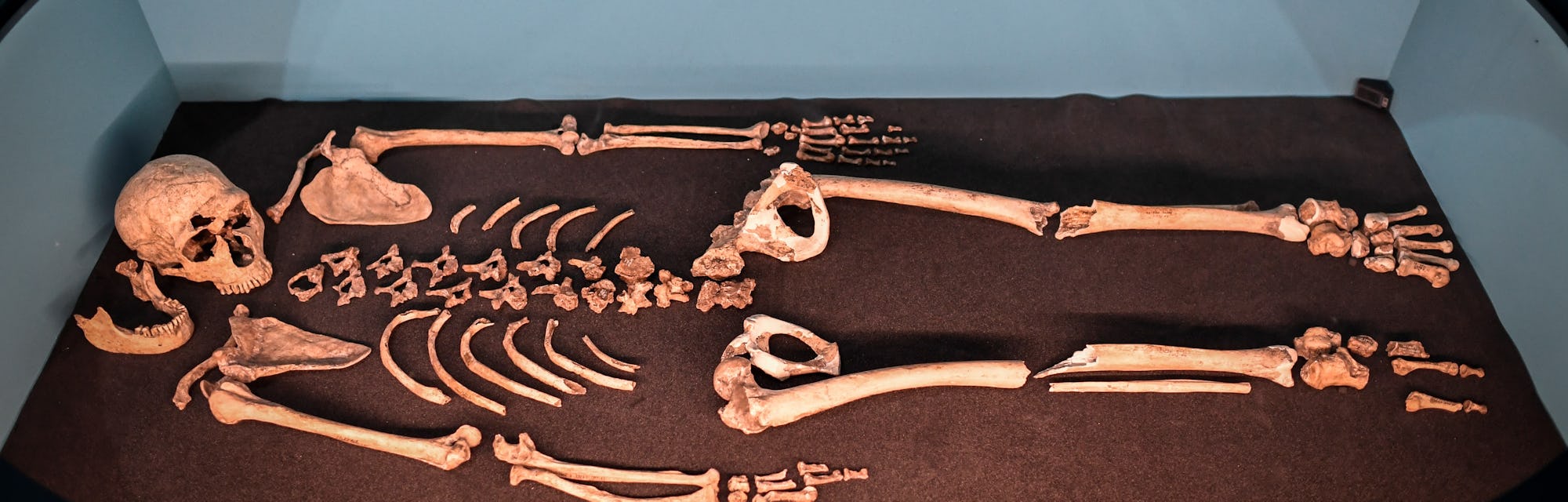 A Neanderthal skeleton on display.