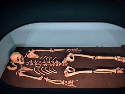 A Neanderthal skeleton on display.