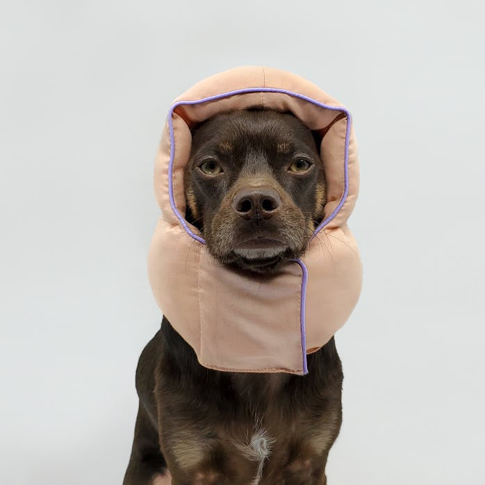 Remy the dog wearing a fluffy, peach colored helmet