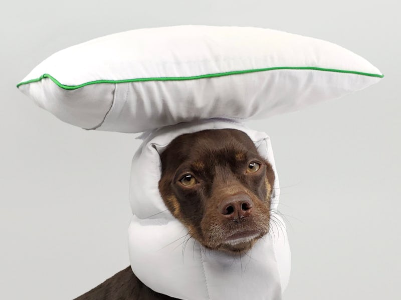 Remy the dog wearing a white helmet with a velcroed pillow attached to the top