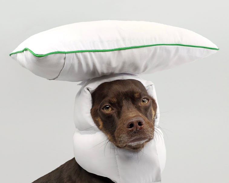 Remy the dog wearing a white helmet with a velcroed pillow attached to the top