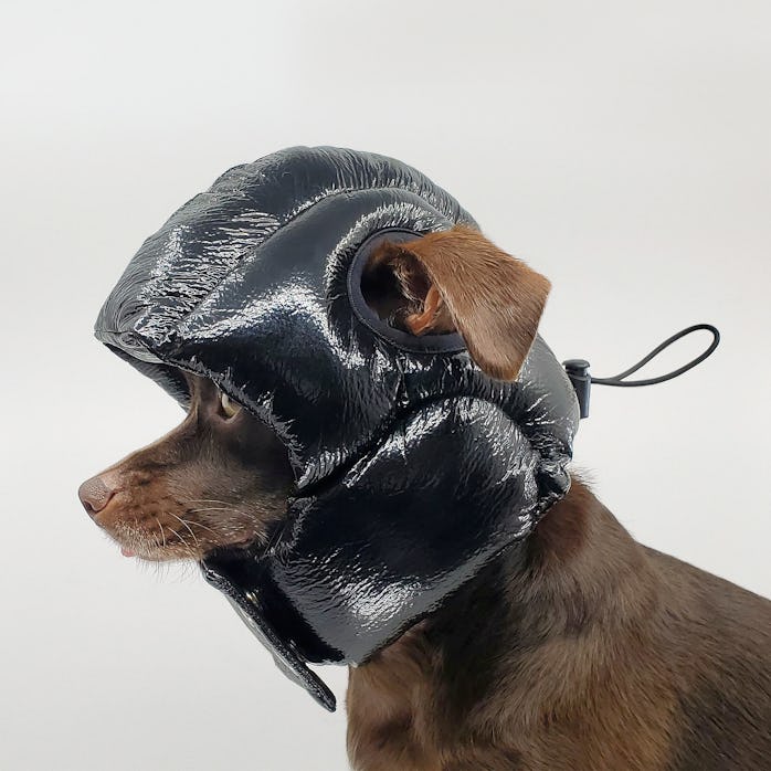 Remy the dog wearing a black helmet, similar to shiny puffer coat