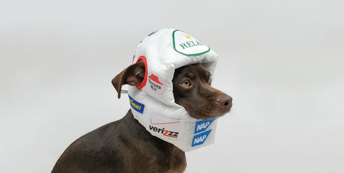 Remy the dog wearing fluffy race helmet with parody sponsors