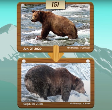 A brown bear before and after bulking in the period of three months