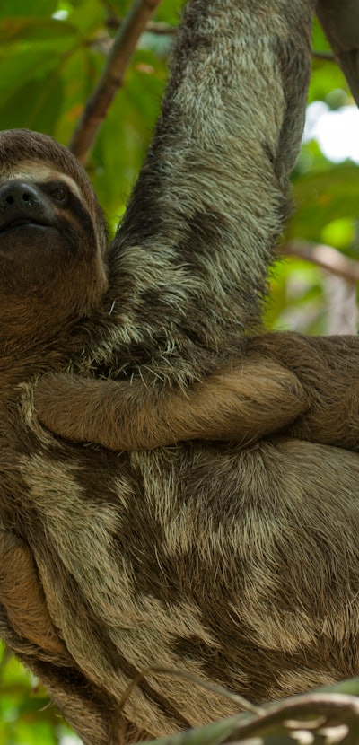 sloth how to break bad habits
