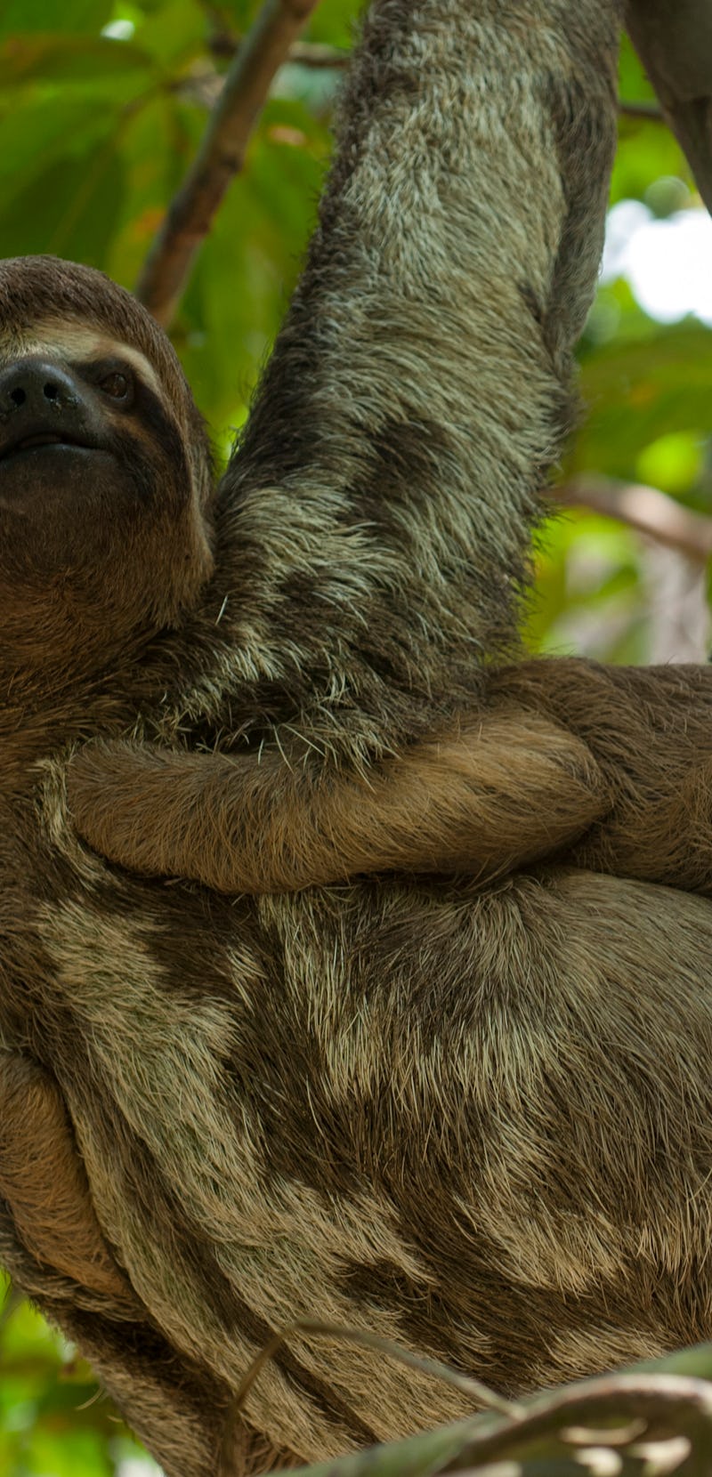 A sloth sitting on a high tree branch