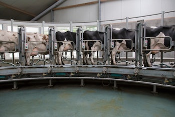 A tejelő tehenek együtt állnak a fejéshez.