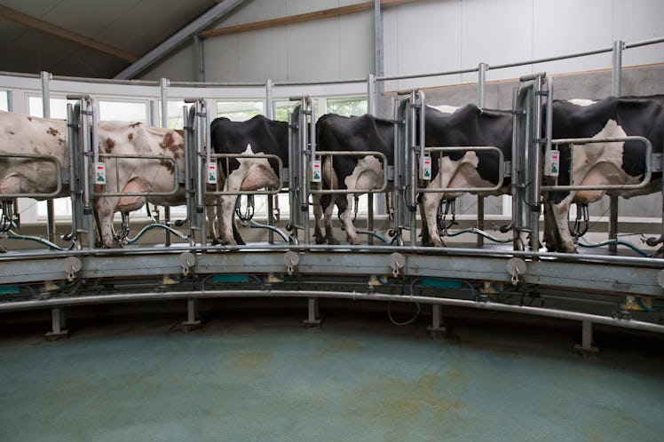 Dairy cows standing together for milking.
