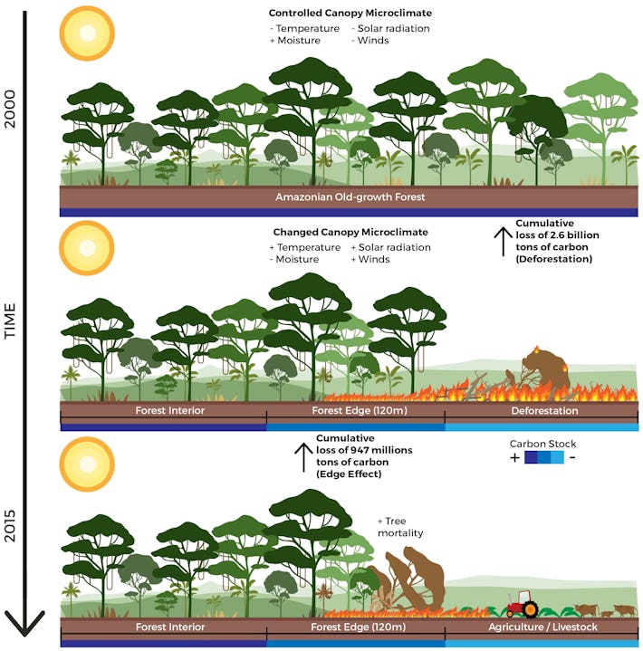 global warming deforestation essay